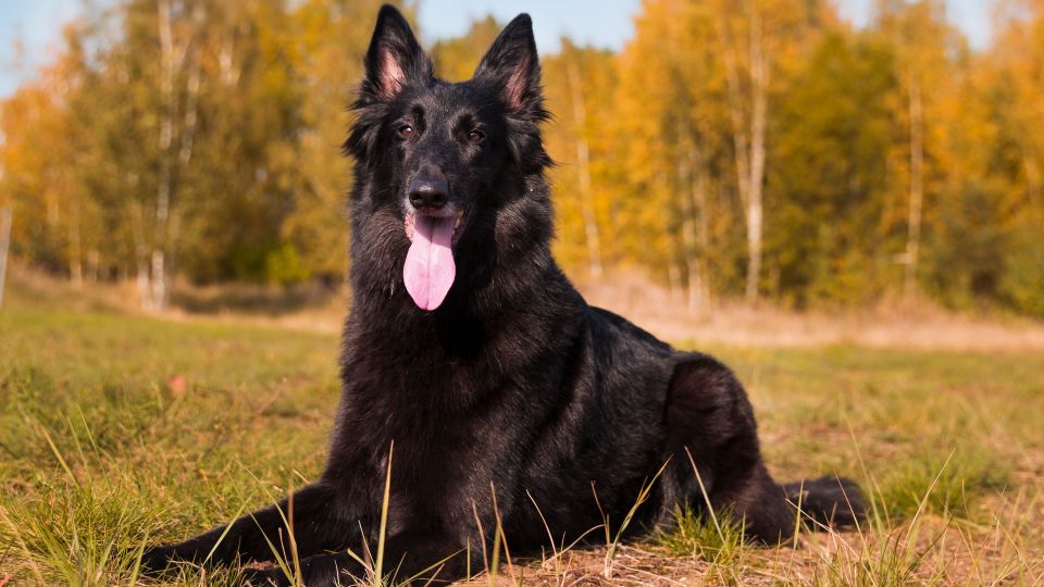 Belgian Shepherd Dog (Groenendael)